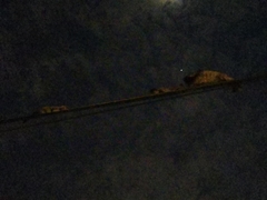 Paradoxurus musangus