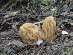 Verpa bohemica