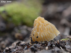 Verpa bohemica