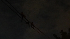 Paradoxurus musangus