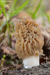 Verpa bohemica