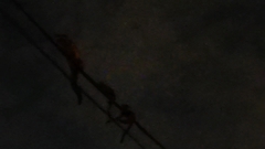 Paradoxurus musangus