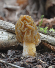 Verpa bohemica