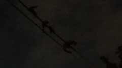 Paradoxurus musangus