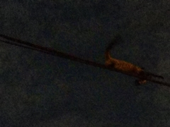 Paradoxurus musangus