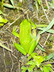 Gastrotheca riobambae