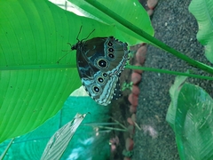 Morpho helenor octavia