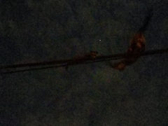 Paradoxurus musangus