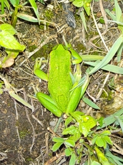 Gastrotheca riobambae