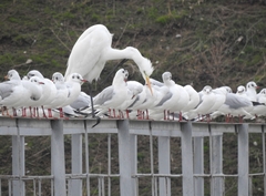 Ardea alba