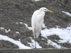 Ardea alba
