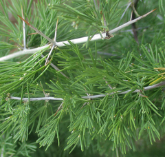 Asparagus suaveolens