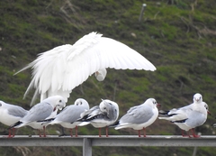 Ardea alba