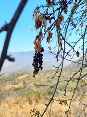 Anisomeria littoralis