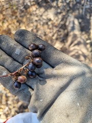 Anisomeria littoralis