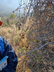 Anisomeria littoralis