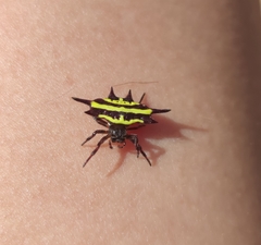 Gasteracantha doriae
