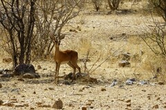 Raphicerus campestris