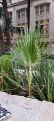 Washingtonia robusta