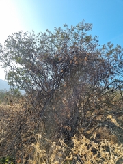 Anisomeria littoralis