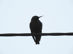 Sturnus vulgaris
