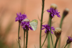 Eurema elathea