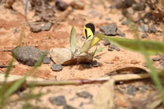 Eurema elathea