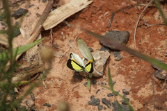 Eurema elathea