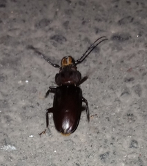 Mallodon spinibarbis