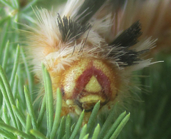 Phiala