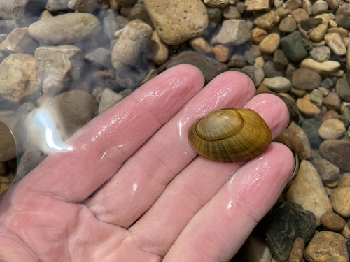 Wavyrayed Lampmussel