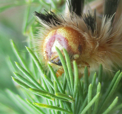 Phiala
