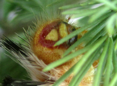 Phiala