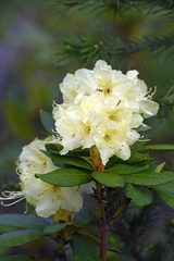 Rhododendron aureum
