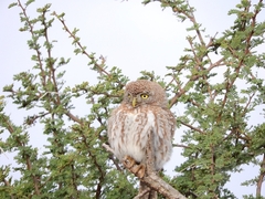 Glaucidium perlatum