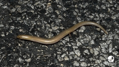 Lerista lineopunctulata