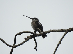 Heliomaster squamosus