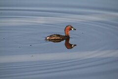 Tachybaptus ruficollis capensis