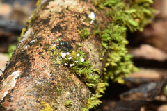 Diderma hemisphaericum