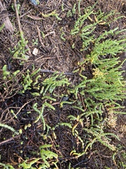 Arthroceras subterminale