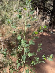 Chenopodium fremontii