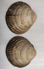 Keenocardium buelowi