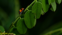 Physosmaragdina nigrifrons