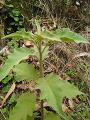 Solanum crinitipes