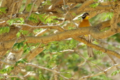 Emberiza flaviventris