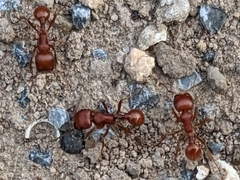 Pogonomyrmex barbatus