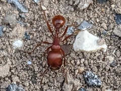 Pogonomyrmex barbatus