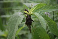 Piezogaster calcarator