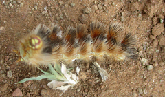 Phiala