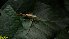 Conocephalus exemptus